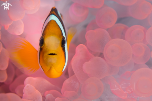 A Clarks Anemone Fish