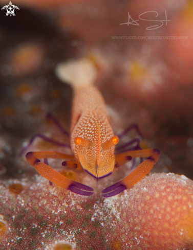 A Emperor Partner Shrimp