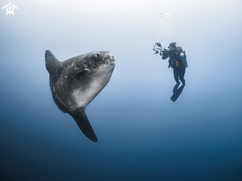 A Southern Ocean Sunfish