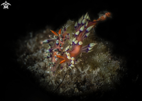 A Flabellina exoptata | flabelline