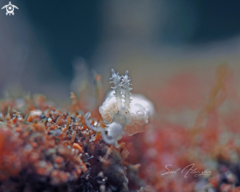 A Nudibranch