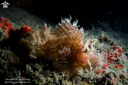 A Scorpionfish