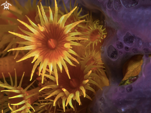 A yellow cluster anemone,Margherita di mare