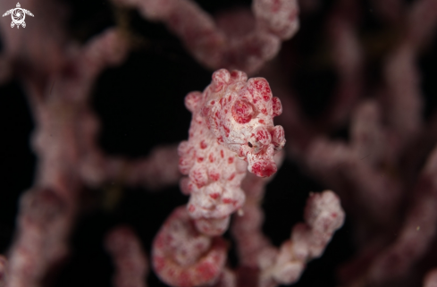 A Pygmy seahorse