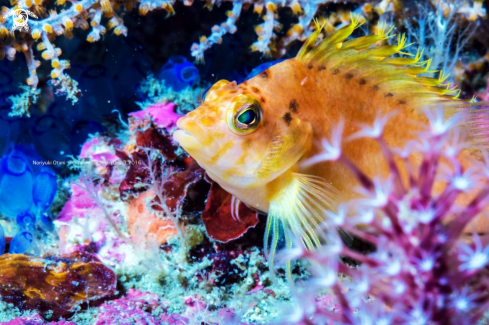 A Cirrhitichthys aureus  (Temminck & Schlegel, 1842)  | Yellow hawkfish