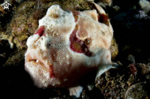 A Painted Frogfish