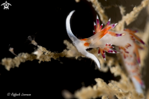 A Cratena peregrina | Cratena peregrina