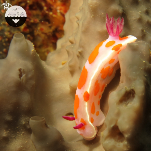 A Leatherjacket, Clown Nudibranch, Lion's Mane