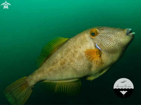 A Leatherjacket, Clown Nudibranch, Lion's Mane