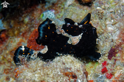 A Frog Fish