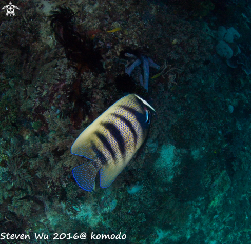 A Emperor angelfish and Bluestreak cleaner wrasse