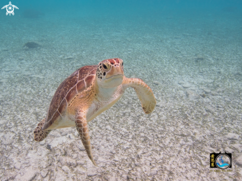 A Green sea turtle