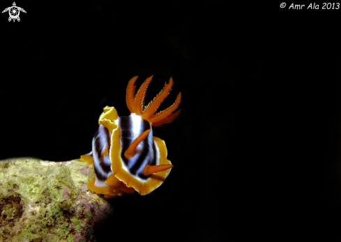 A Pyjama chromodorid | Nudibranch