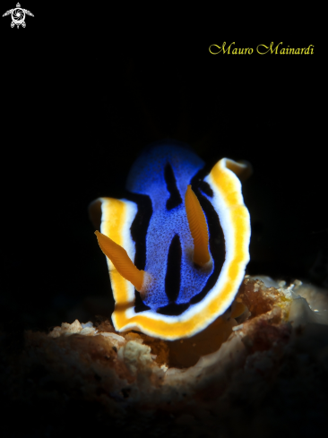 A Nudibranch