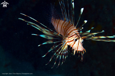 A Lionfish 