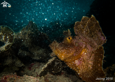 A Underwater Galaxy