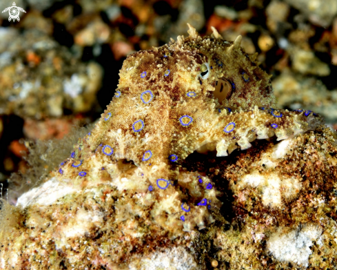 A Blue-ringed octopus