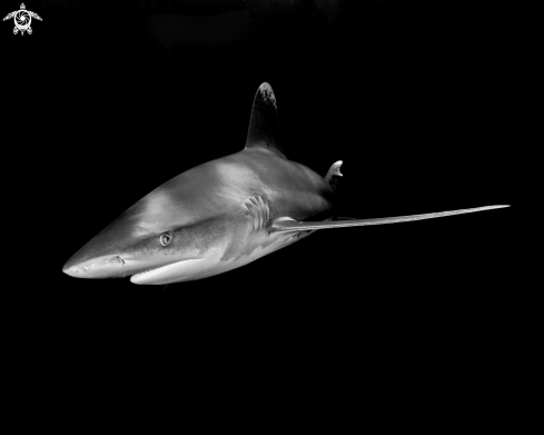 A Carcharhinus longimanus | Oceanic White Tip Shark