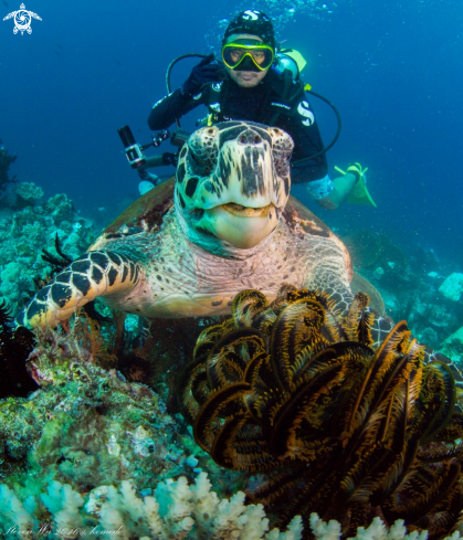 A Eretmochelys imbricata bissa | sea turtle