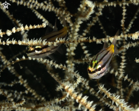 A Striped blenny