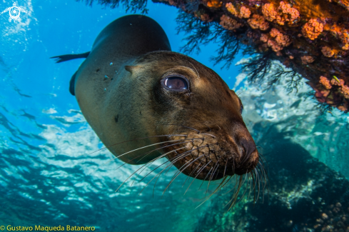 Sea Lion