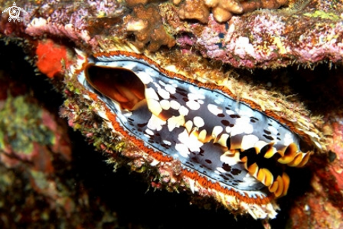 A Big clam Tridacna maxima