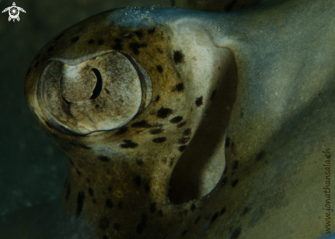 A Neotrygon kuhlii | Blue spotted stingray