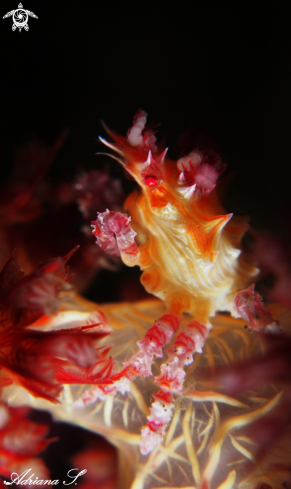 A Soft coral crab