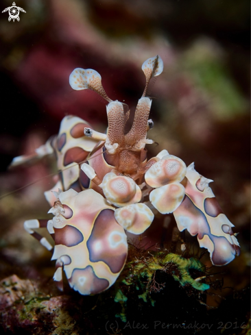 A Harlequin shrimp