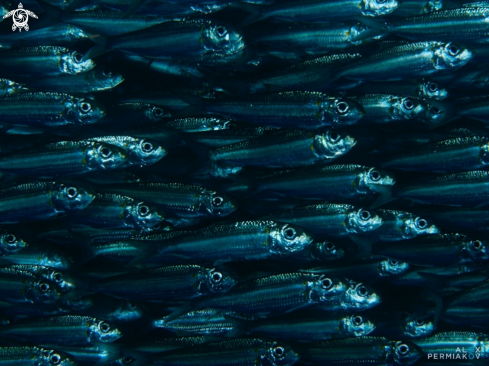 Sardines 