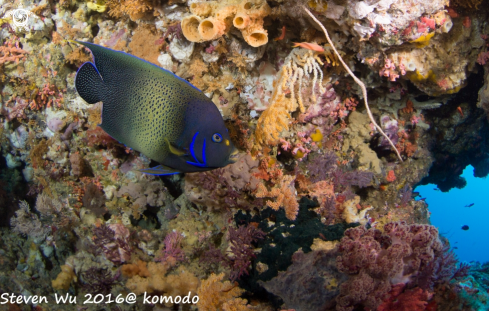 A Holacanthus ciliaris  | queen angelfish 