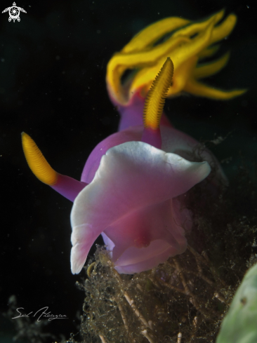 A nudibranch