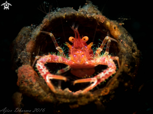 A Alogalatea  | Crab 