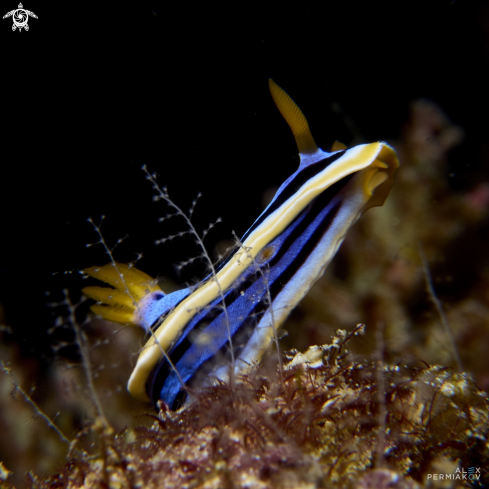 A Chromodoris annae | Nudibranch