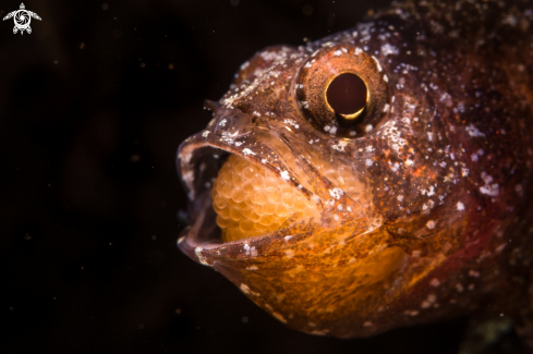 A Cardinalfish