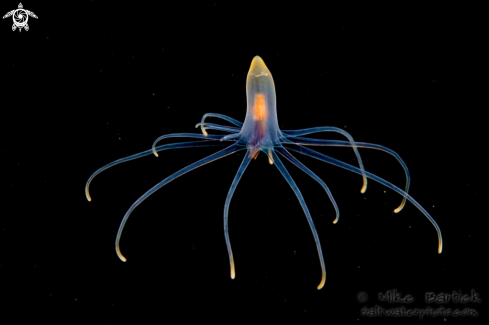 A Pelagic Anemone