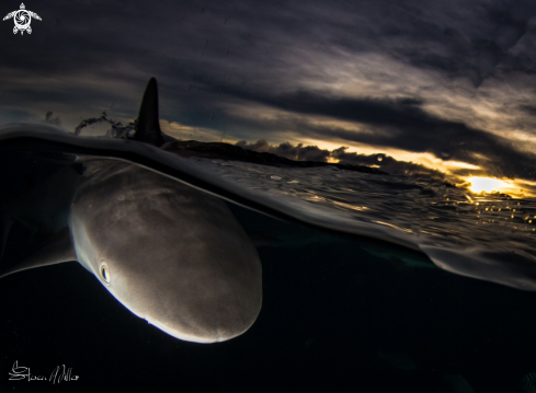 A Blacktip reef shark