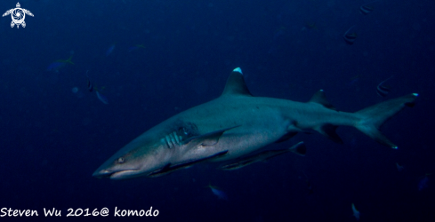 A white tip shark