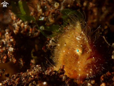 A Hairy frogfish