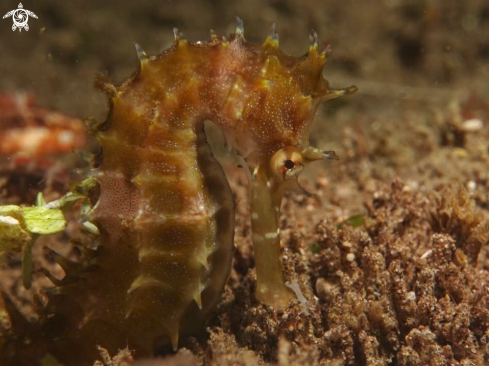 A Seahorse 