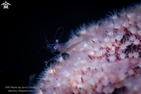 A Shrimp on coral