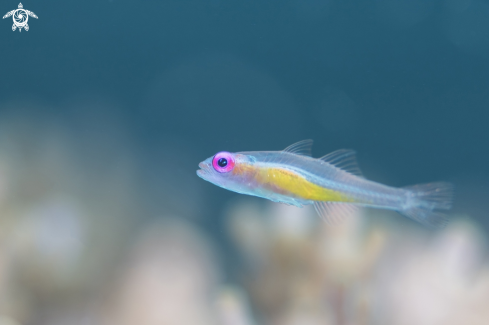 A Bryaninops natans | Goby 