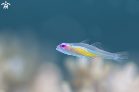 A Goby 