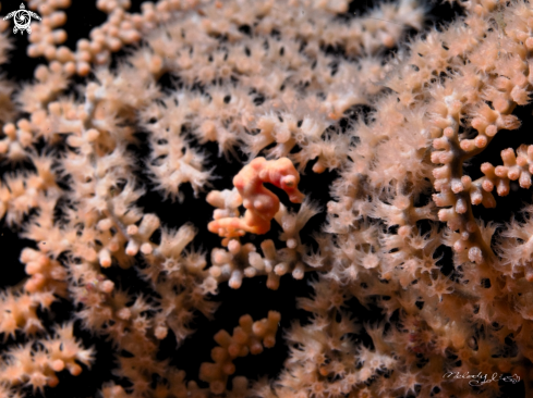 A Denise Pygmy Seahorse 