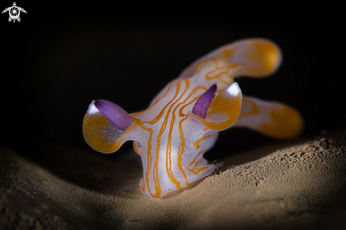 A nudibranco 