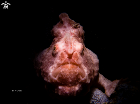 A Frog Fish