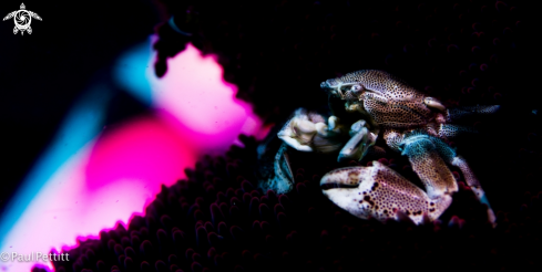 A  Porcelain Crab 