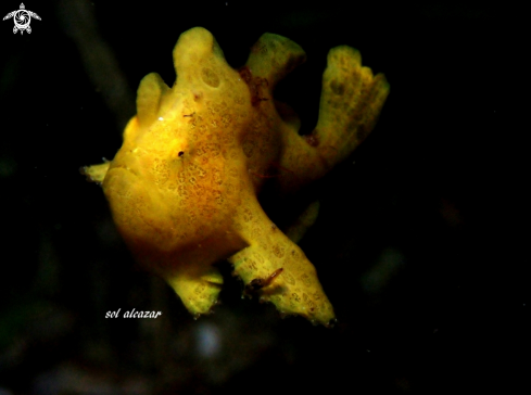 A juvenile frogfish