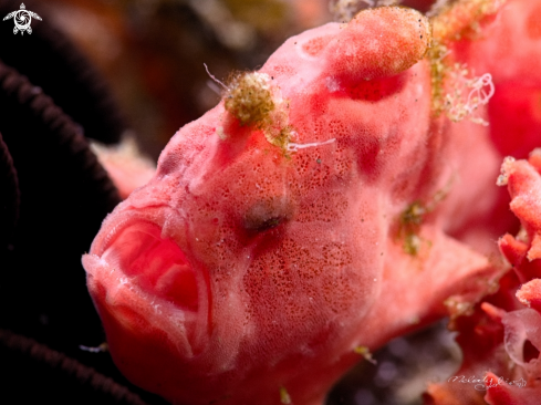 A frog fish 