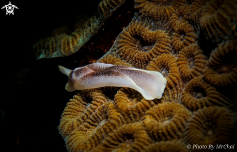 A Chelidonura amoena | Sea slark